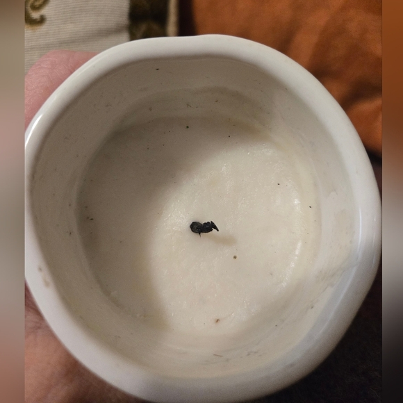 Rae Dunn Happy Citrus Candle Lit Once - Picture 4 of 5